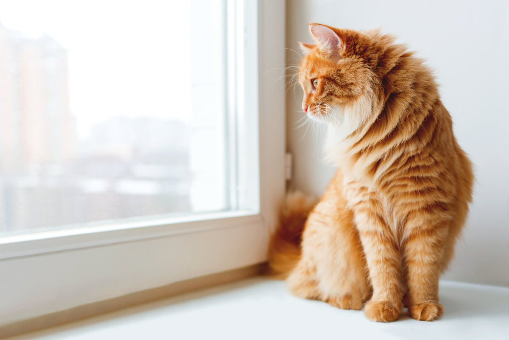 Cat Lover